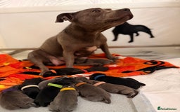 Staffordshire Bull Terrier dogs for sale: Champion sired Staffordshire bull terriers - Image 1