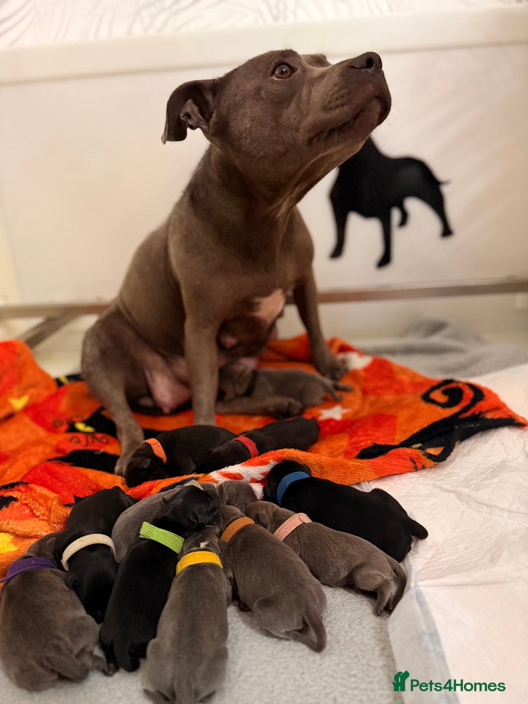 Staffordshire Bull Terrier dogs for sale: Champion sired Staffordshire bull terriers - Image 1