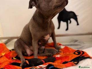 Staffordshire Bull Terrier dogs - Advert 3