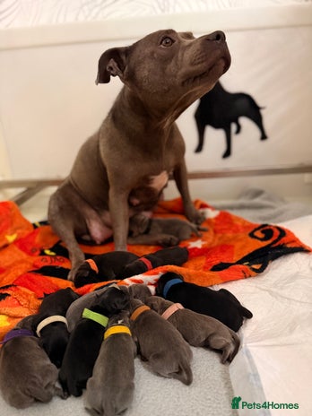 Staffordshire Bull Terrier dogs - Advert 1