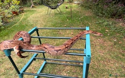 Boa Snake reptiles for sale: Dwarf Boa Constrictor  - Image 3
