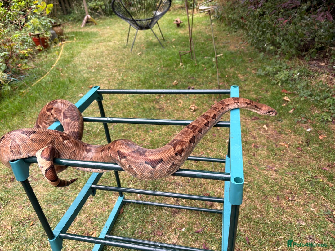 Boa Snake reptiles for sale: Dwarf Boa Constrictor  - Image 3