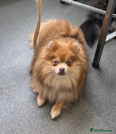 Pomeranian dogs - Advert 14