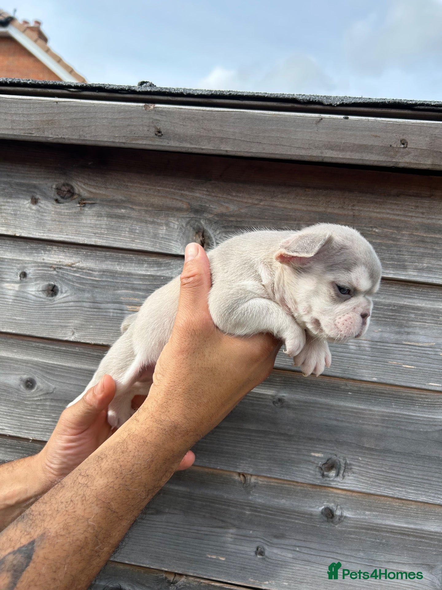 French Bulldog dogs for sale: French bulldog puppy's  - Advert 2