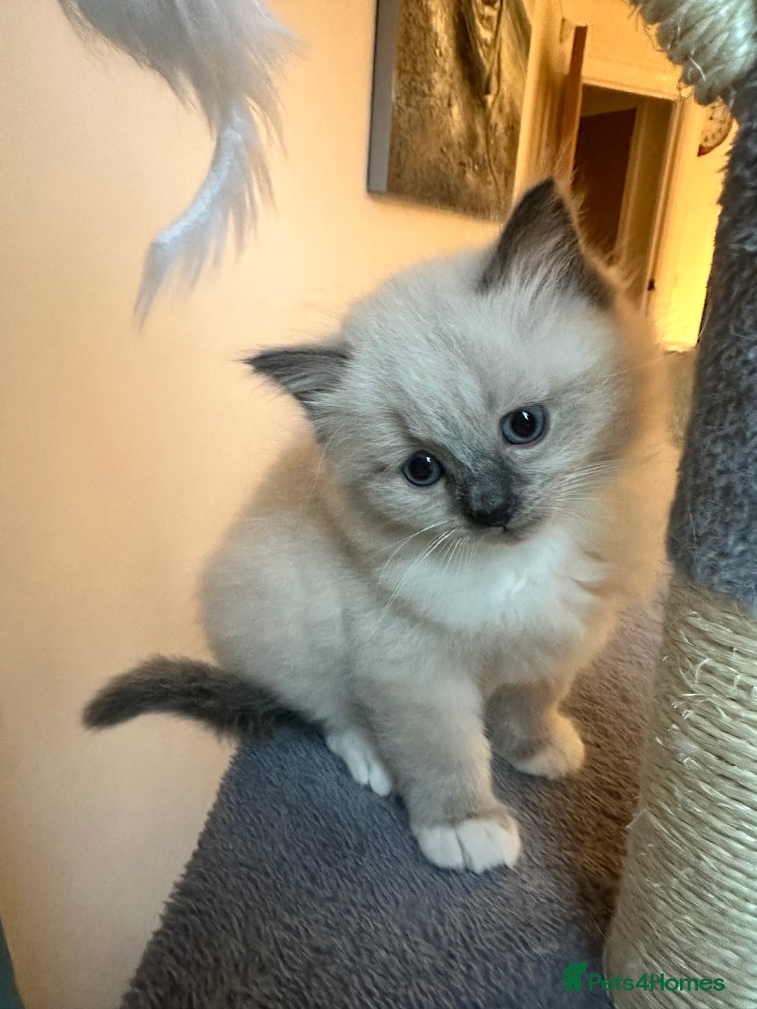 Neva Masquerade cats for sale: Gorgeous Neva Masquerade/British Blue Kittens  - Advert 23