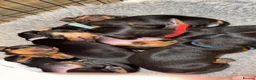 Miniature Dachshund dogs for sale: Last one! Miniature dachshund - Advert 7