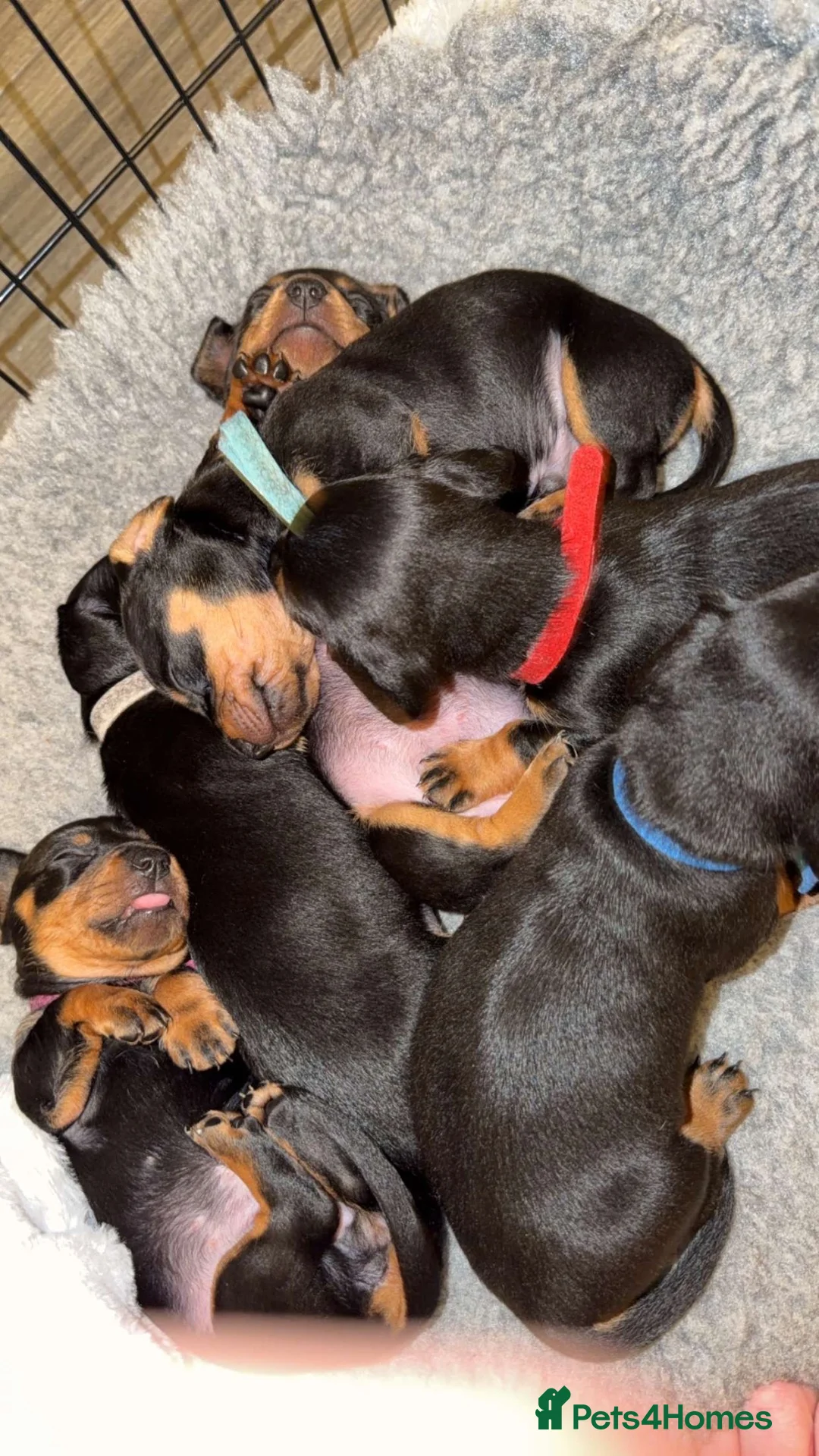 Miniature Dachshund dogs for sale: Last one! Miniature dachshund - Advert 7