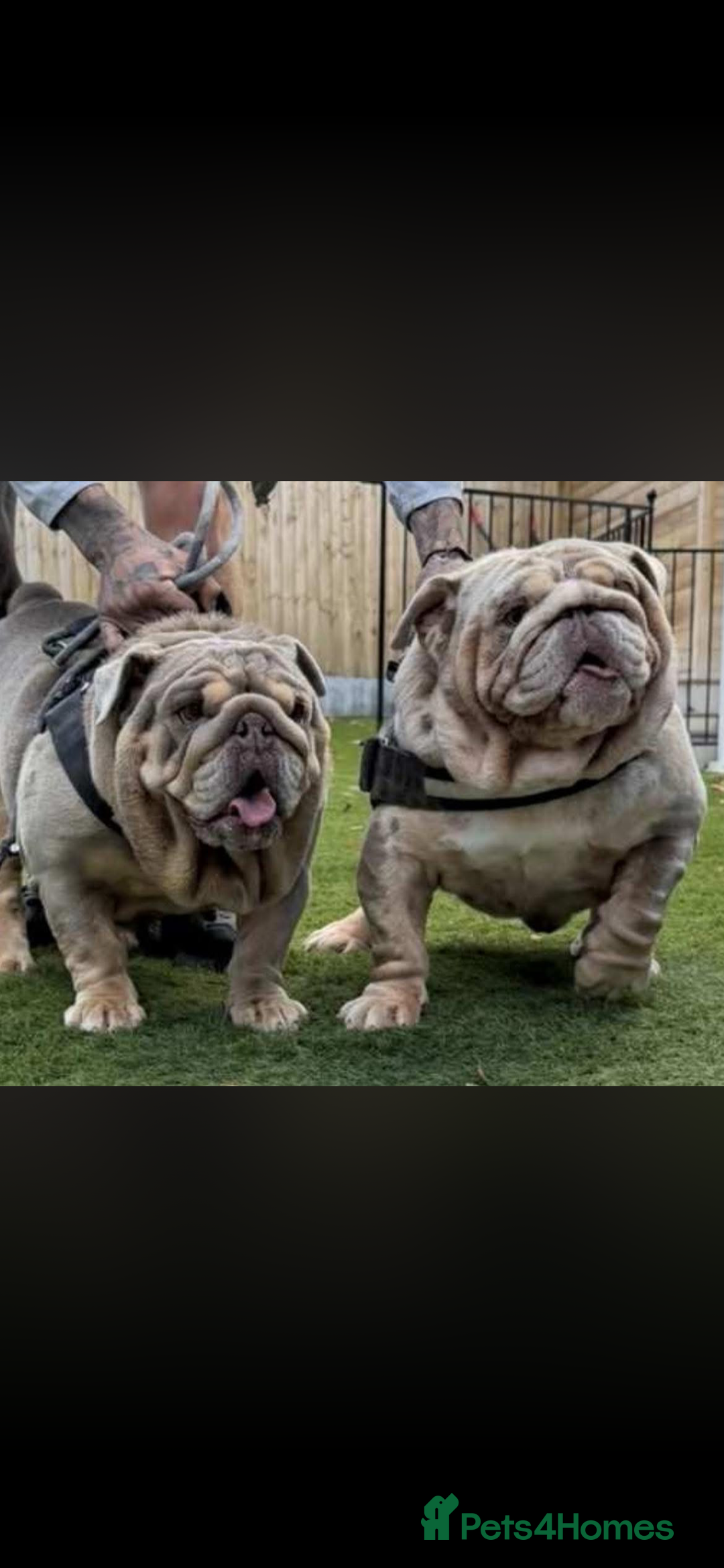 English Bulldog dogs for sale: Quality boy  - Advert 6