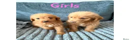 Labradoodle dogs for sale: 4 beautiful labradoodle puppys in Southampton - Advert 9