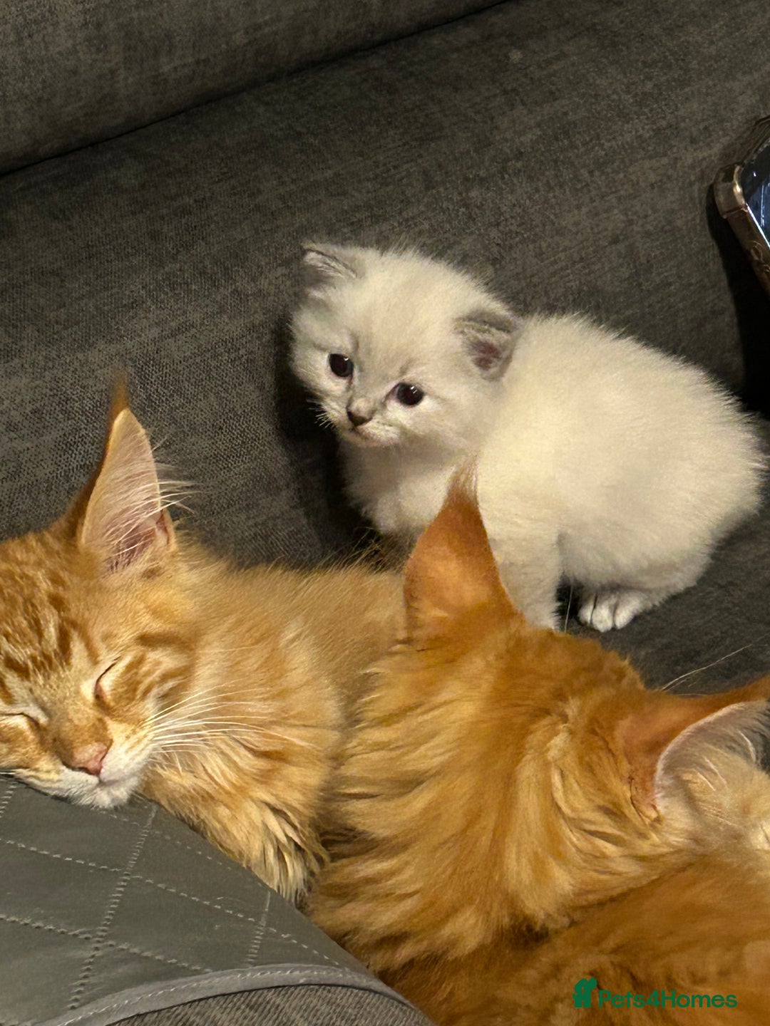 Ragdoll cats for sale: Fully health tested male rag doll Gccf registered  - Image 4