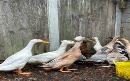 Ducks poultry for sale: POL Female runner ducks  - Image 1