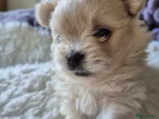 Mixed Breed dogs Maltipom - Advert 9