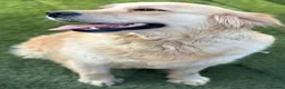 Golden Retriever dogs for sale: Golden retrievers  in Swanley - Advert 4