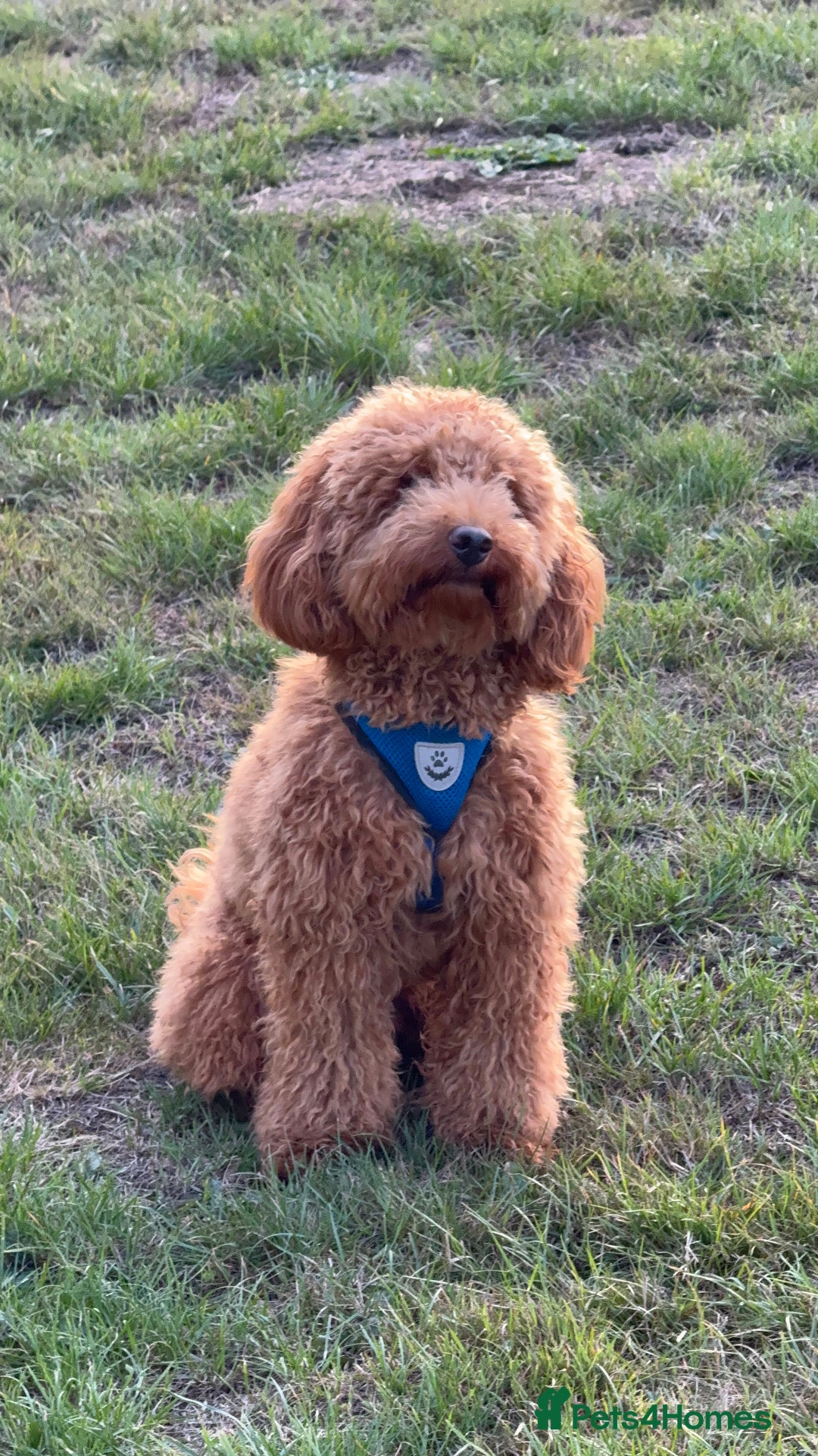 Miniature Poodle dogs for sale: Loving Miniature Poodle - Advert 6