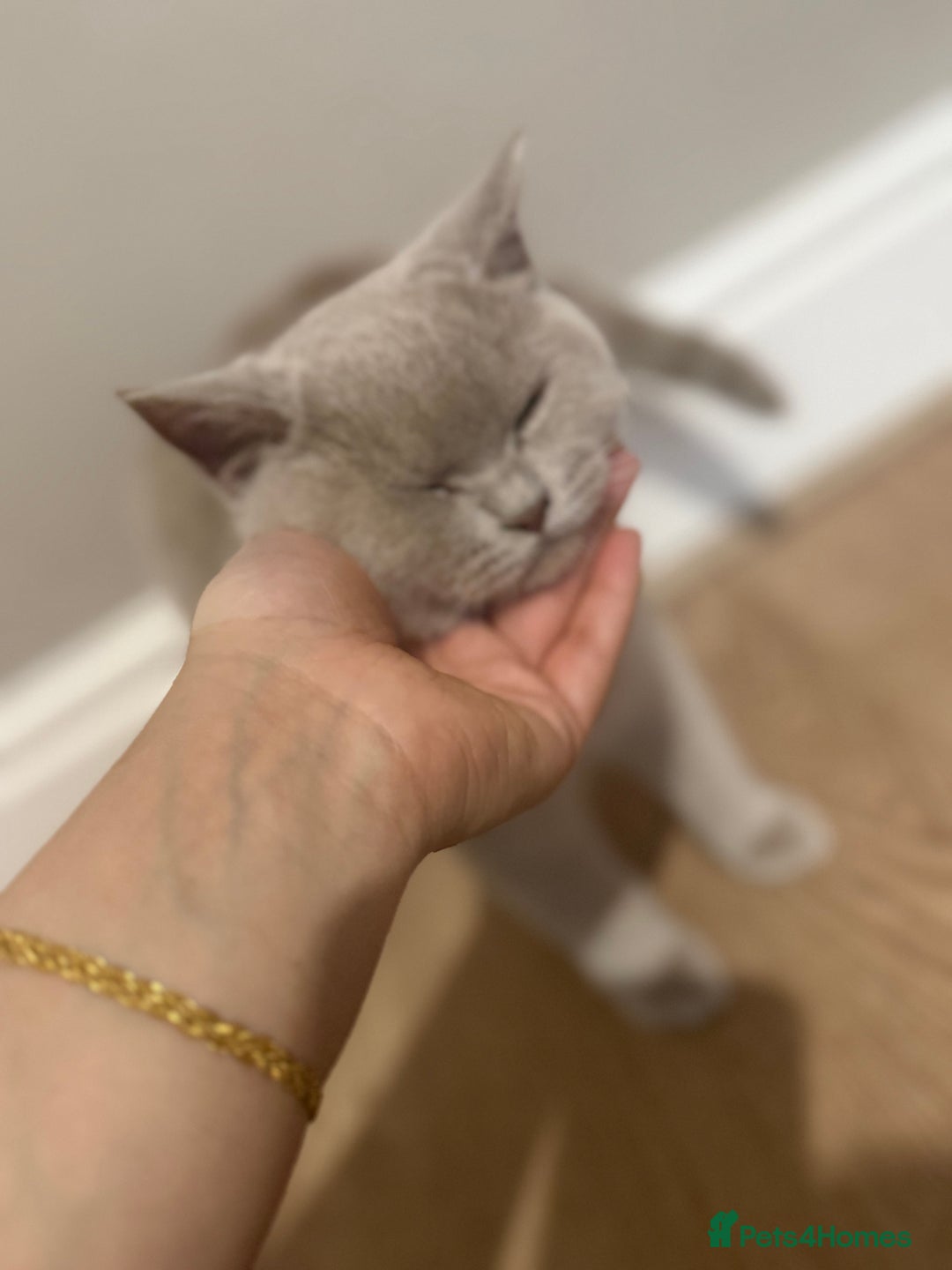 Scottish Fold cats for sale: Stunning Male lilac BSH & Grey Scottish Fold x BSH - Advert 9