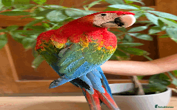 Macaws birds for sale: A fantastic selection of Macaws  - Image 8