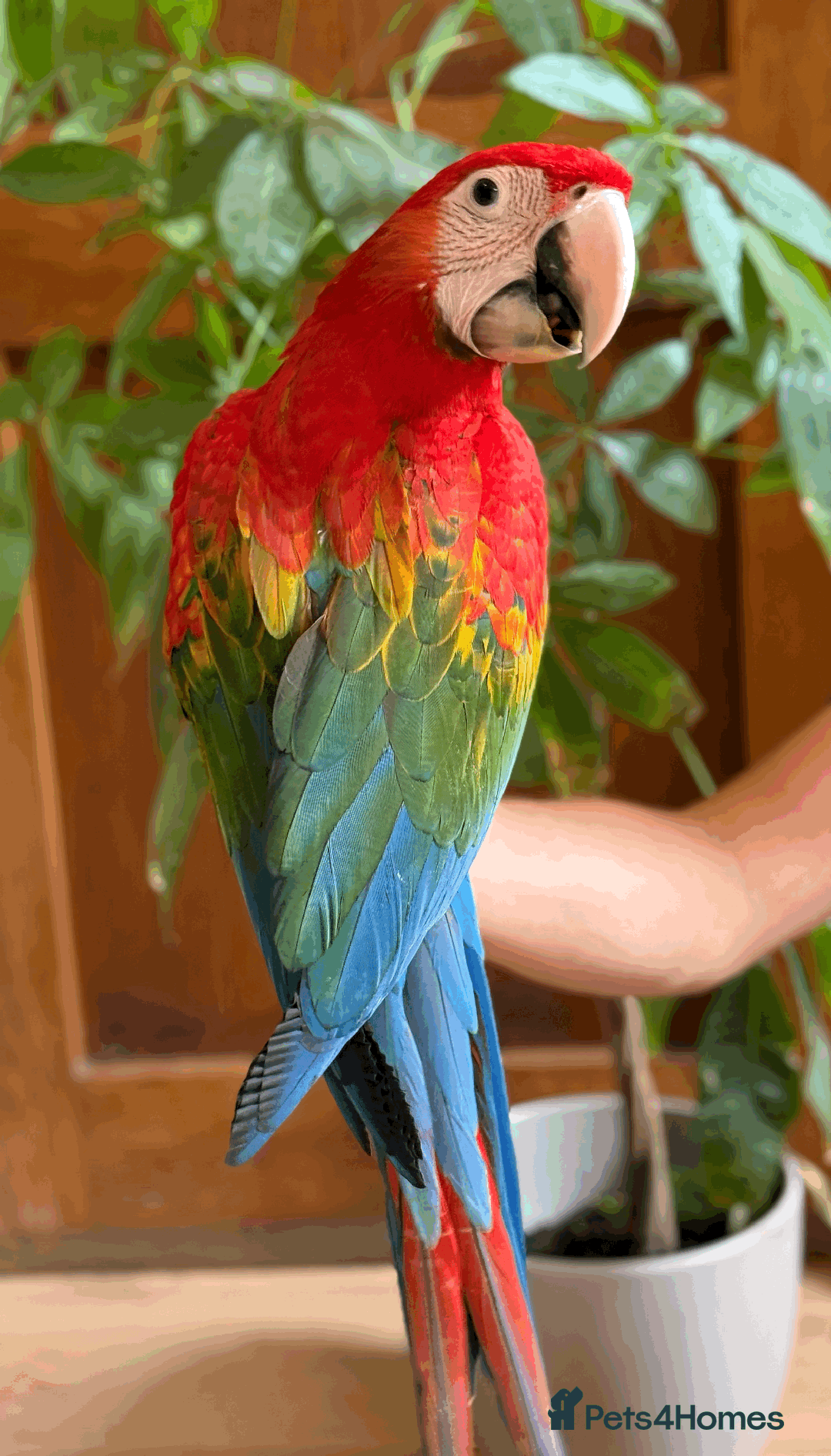 Macaws birds for sale: A fantastic selection of Macaws  - Image 8