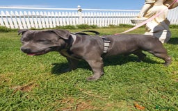 Staffordshire Bull Terrier dogs for sale: Purebred Blue English Staffordshire Bull Terriers - Image 5