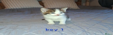 Domestic Shorthair Kitten 4