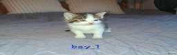 Domestic Shorthair cats for sale: 5 gorgeous kittens for sale  - Advert 26
