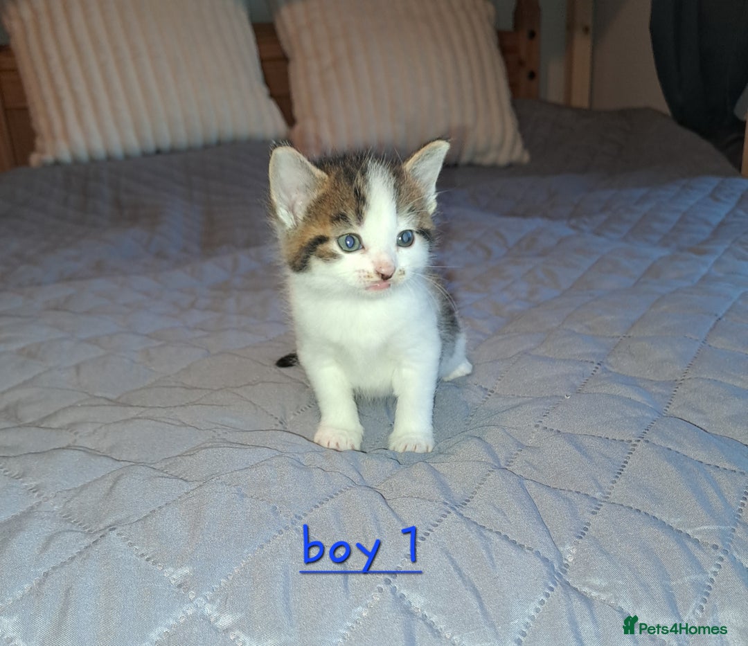 Domestic Shorthair cats for sale: 5 gorgeous kittens for sale  - Advert 26