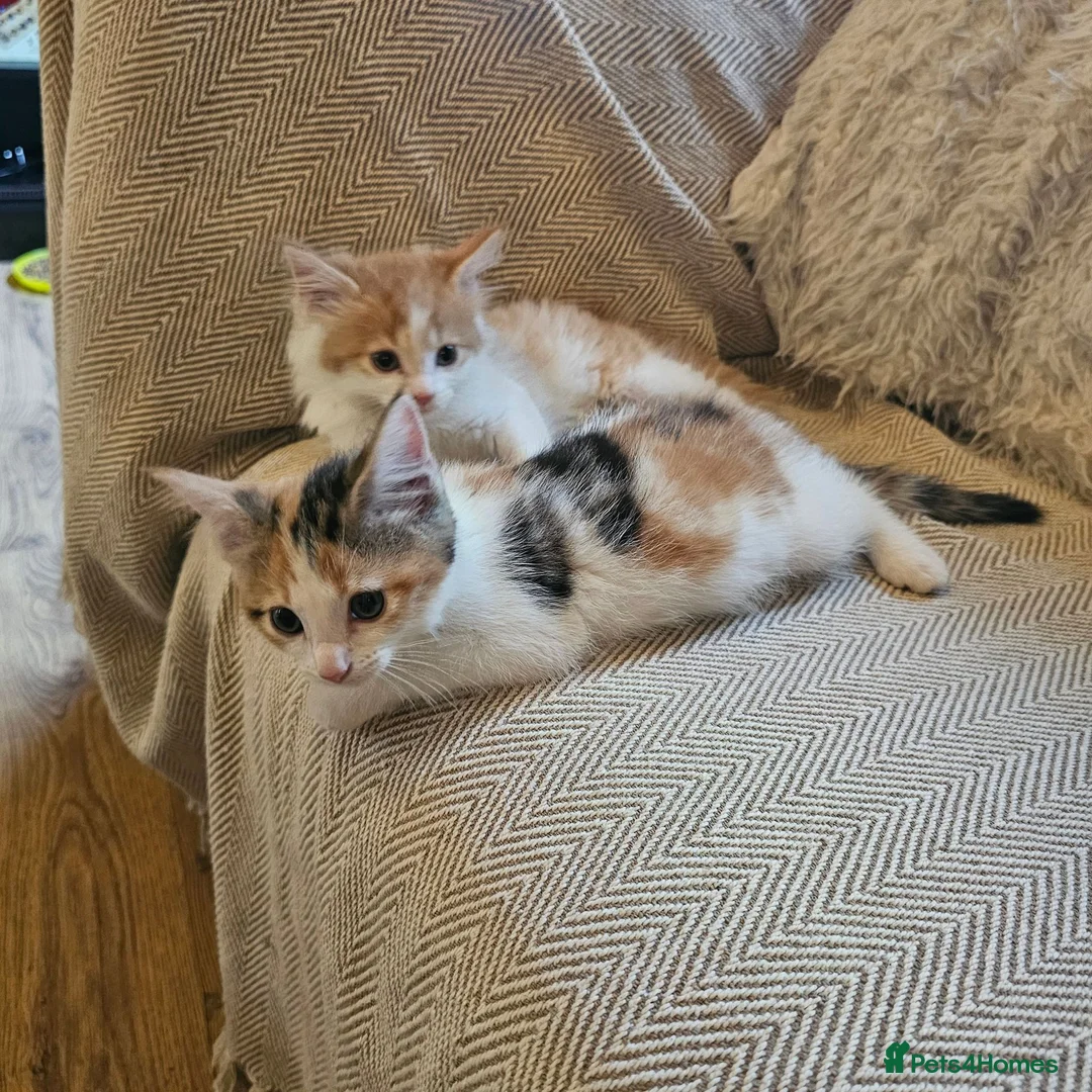 Mixed Breed cats for sale: Beautiful Mixed kittens 8 weeks  - Advert 2