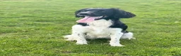 English Springer Spaniel dogs for sale: KC Registered - Fully Health Tested Parents   - Advert 5