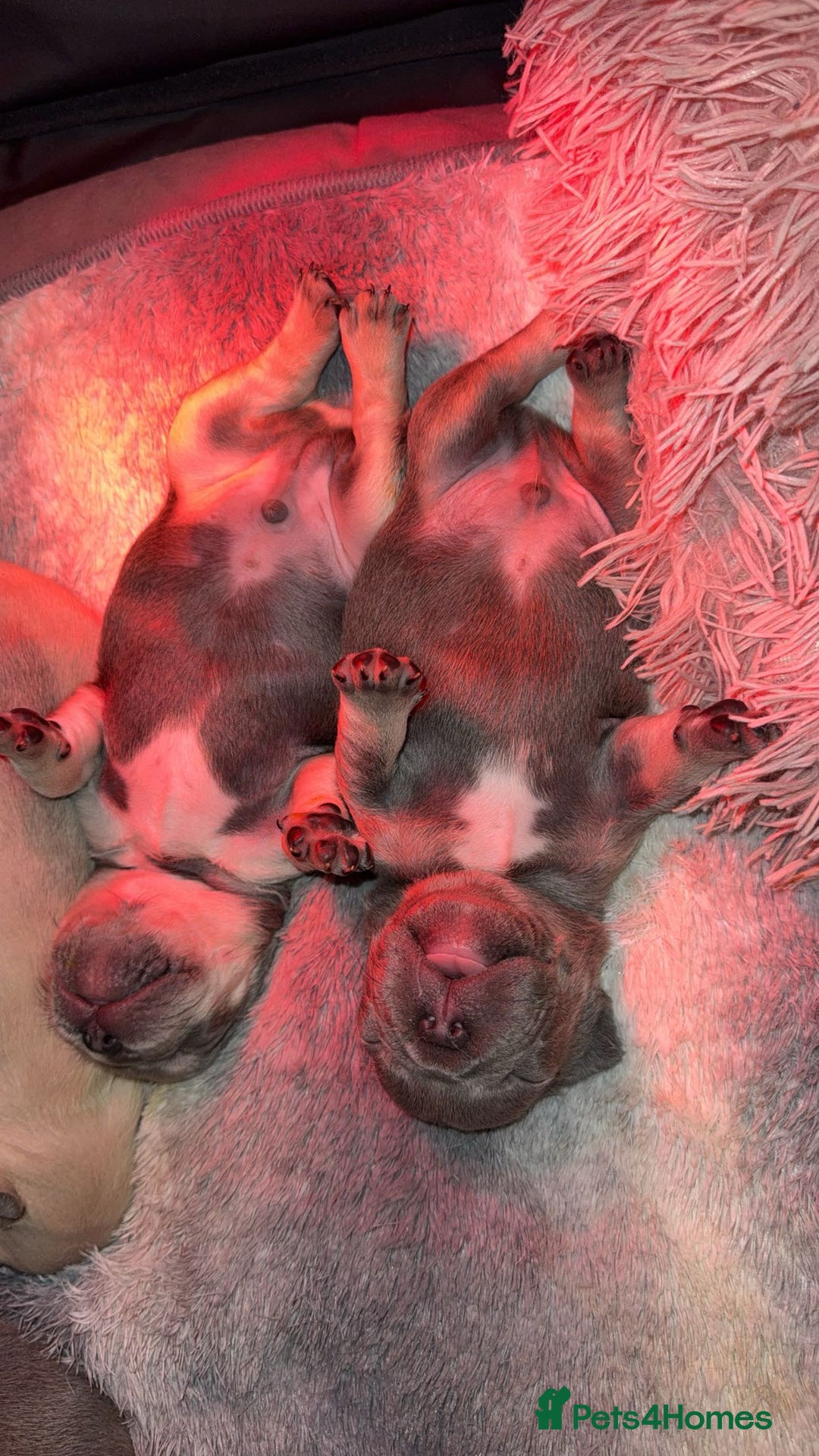 French Bulldog dogs for sale: French bull dog puppy’s  - Advert 6