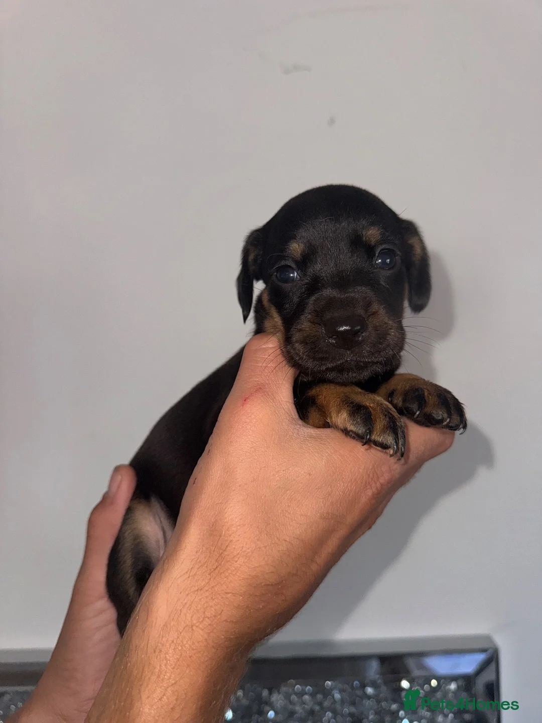 Mixed Breed dogs for sale: Mixed Breed Puppys  - Advert 8