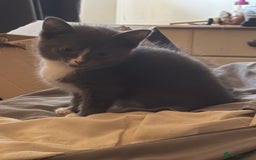 Mixed Breed cats for sale: Half ragdoll girl kittens ready now  - Image 17