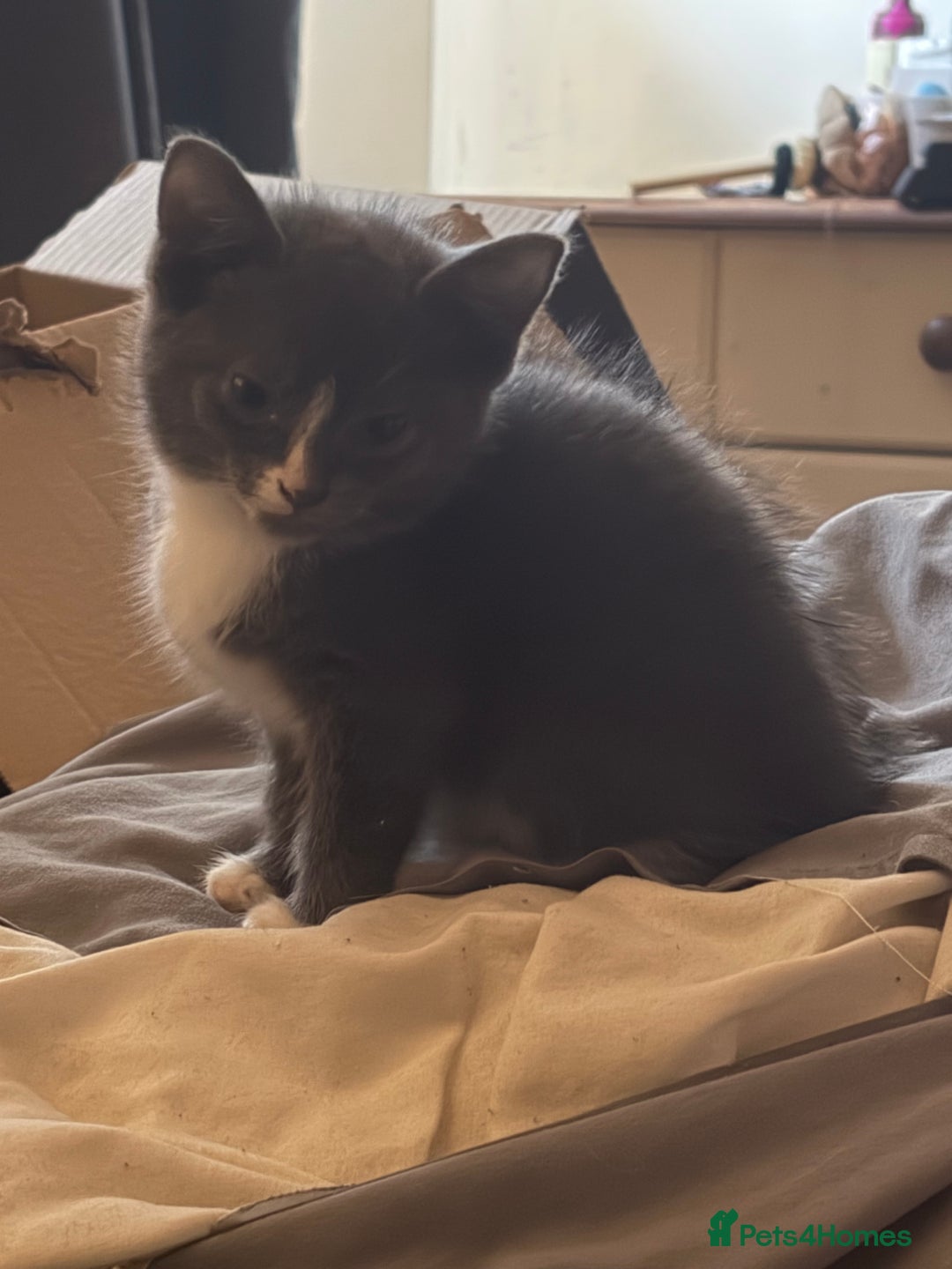 Mixed Breed cats for sale: Half ragdoll girl kittens ready now  - Image 17