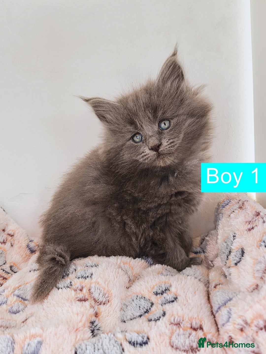 Maine Coon cats for sale: Blue Maine coon kittens + DNA health tested  - Advert 17