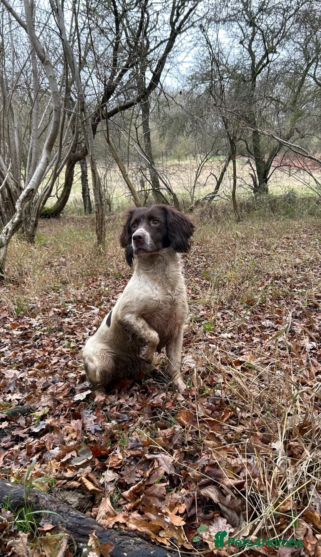 English Springer Spaniel dogs for sale: Working ESS in ELY - Advert 13
