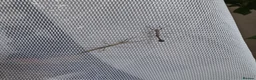 Stick Insects invertebrates for sale: Indian Stick Insects & Eggs for sale  in London - Advert 4