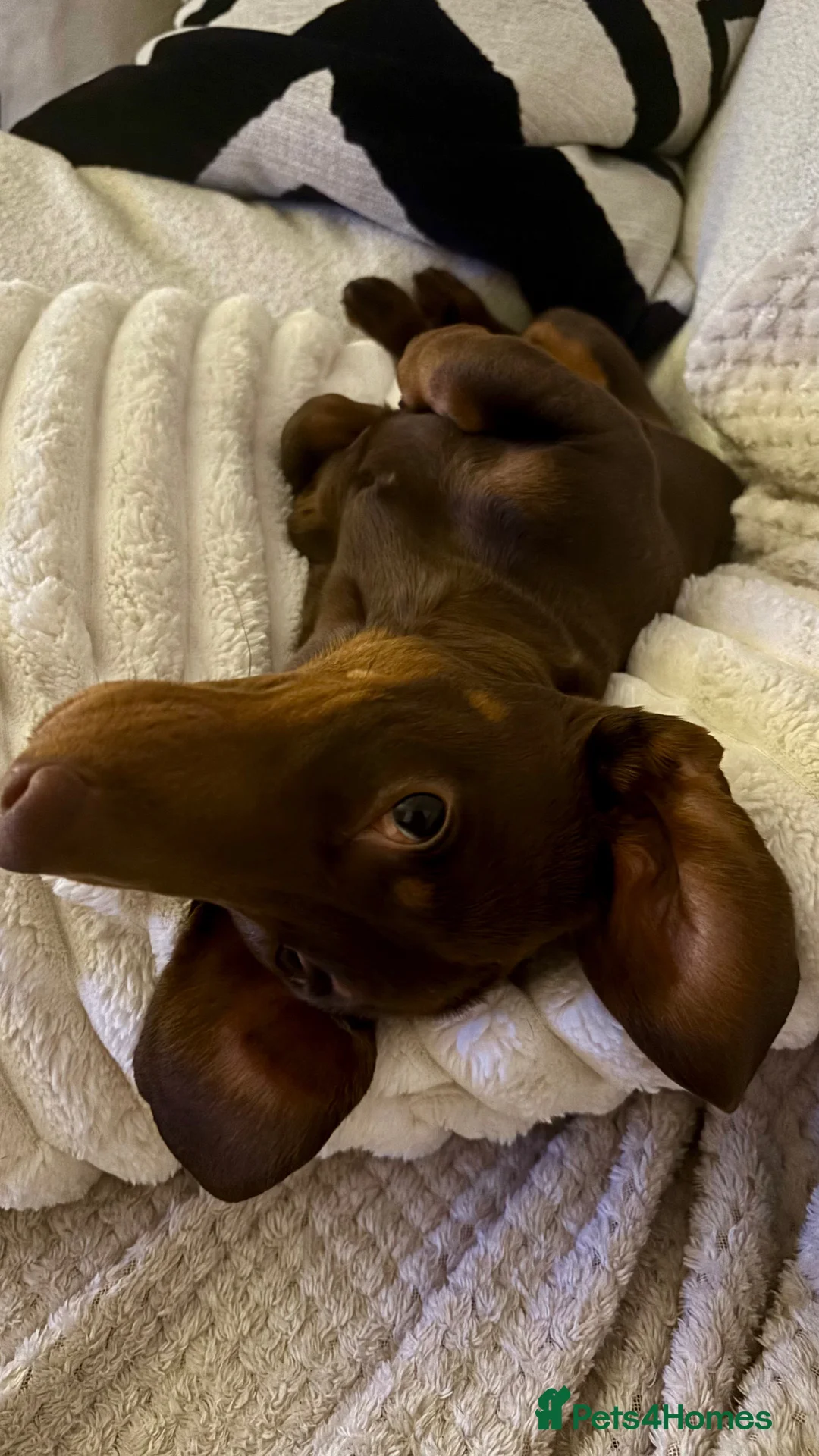 Dachshund dogs for stud: Richmond the stud  - Advert 11