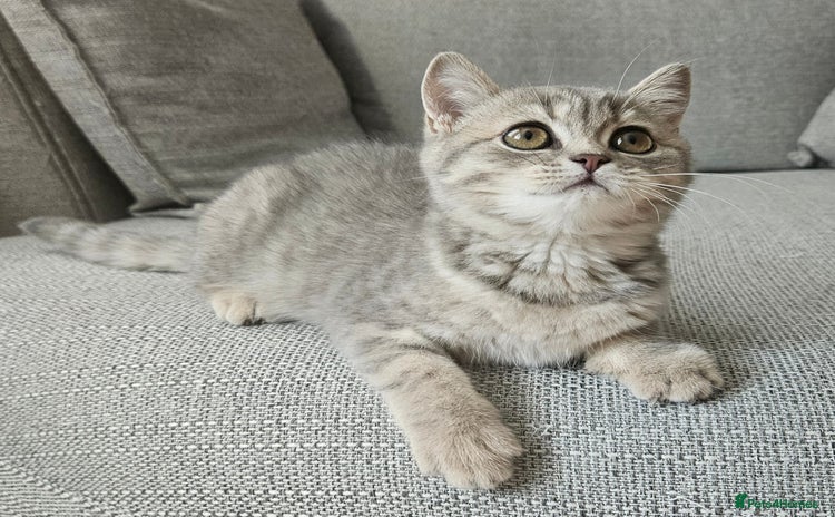 British Shorthair cats for sale in Milton Keynes - Advert 2