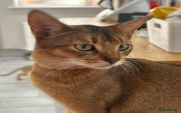 Abyssinian cats for sale: Ready to go! Don’t overlook these fab kittens  - Image 5