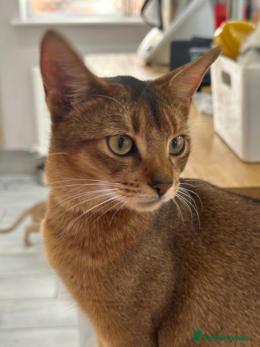 Abyssinian cats for sale: Ready to go! Don’t overlook these fab kittens  - Image 5