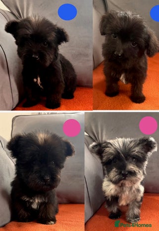 Mixed Breed dogs - Advert 2