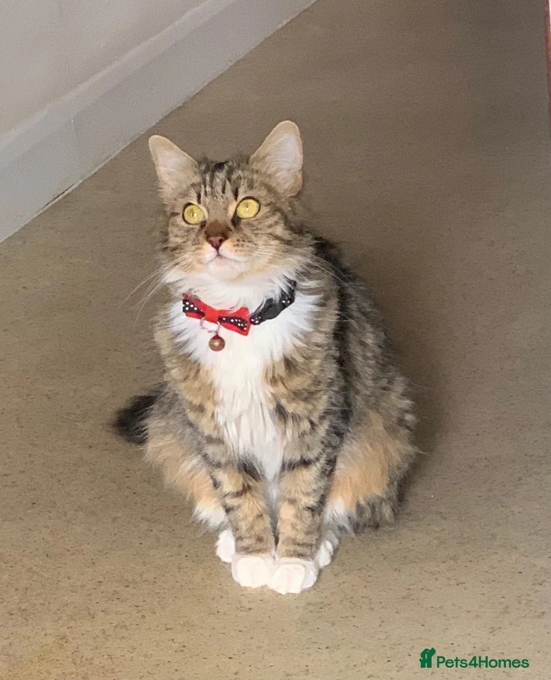 Mixed Breed cats for sale: Cute Ginger Kitten – Playful & Friendly in Reading - Advert 2