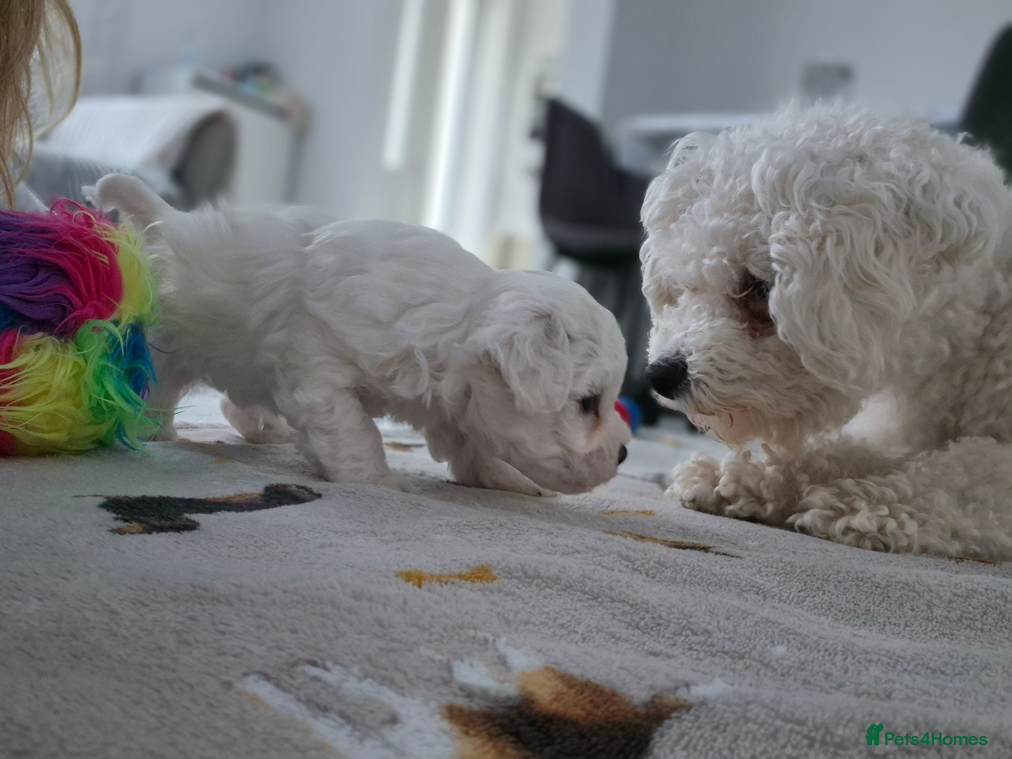 Bichon Frise dogs Pure White Bishon Frise - Advert 9