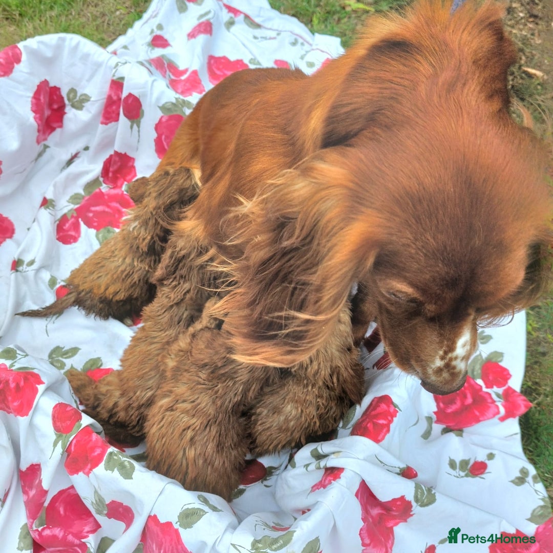 Cockapoo dogs for sale: F1 fox red cockerpoo puppies  - Image 2