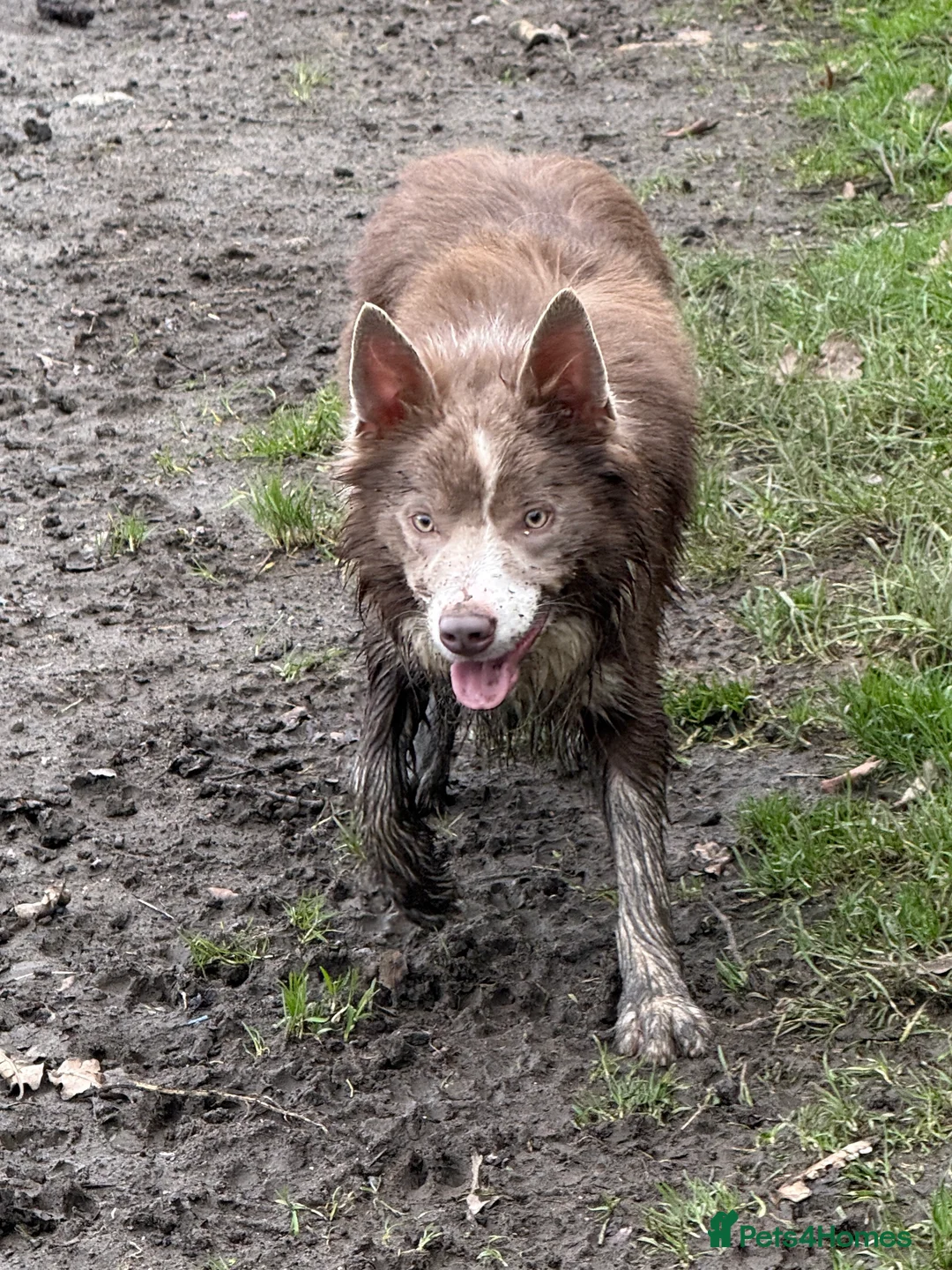 Border Collie dogs for stud: *STUD* Stunning lilac and white border collie  - Advert 3