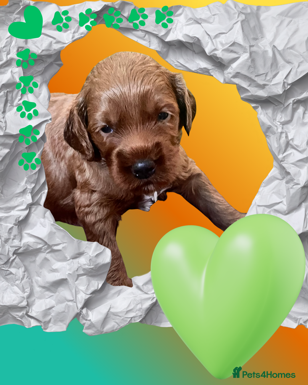 Australian Labradoodle dogs Tiny Tails,Big♥️Australian labradoodle - Advert 2