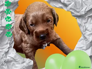 Australian Labradoodle dogs Tiny Tails,Big♥️Australian labradoodle - Advert 2
