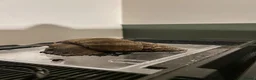 Snails invertebrates for sale: Giant African Land Snails in Derby - Advert 6