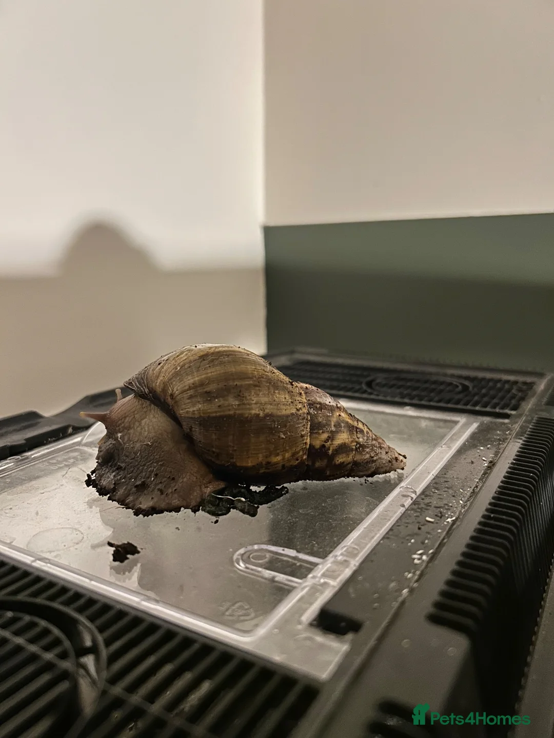 Snails invertebrates for sale: Giant African Land Snails in Derby - Advert 6