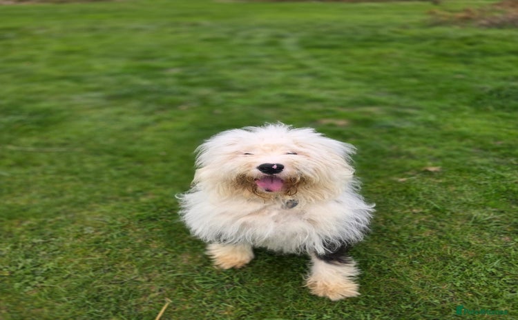 Old English Sheepdog dogs - Advert 1