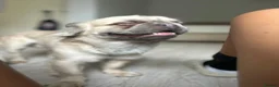 French Bulldog dogs for stud: Mufasa - Advert 5