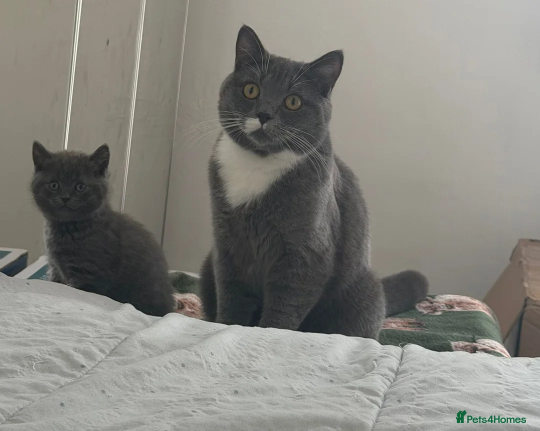 Mixed Breed cats for sale: 3 adorable kittens - Advert 8